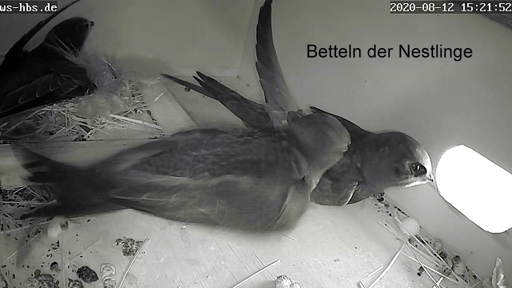 Mauersegler: Betteln der Nestlinge